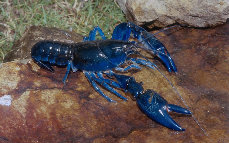 lobster blue